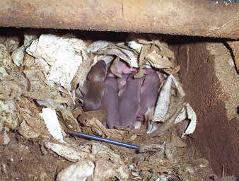 Gniazdo szczura wędrownego