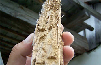 Korniki w drewnie - zwalczanie