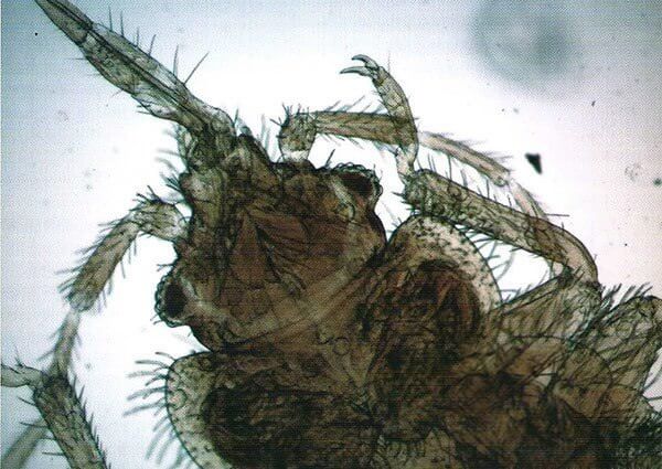 Aparat gębowy pluskwy