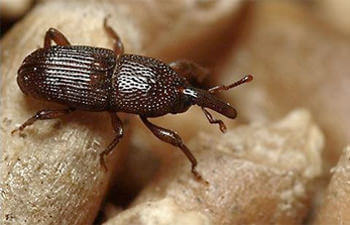 Sposób na szkodniki